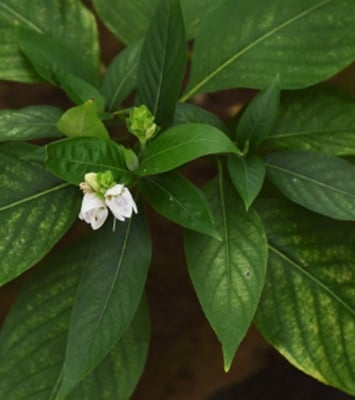 Picture of Basak Leaf Powder ( basak pata gura ) 100gm