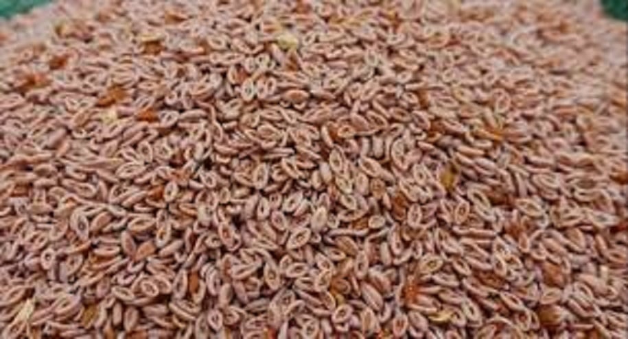 Picture of Isobgul 100 gm/isubgul dana