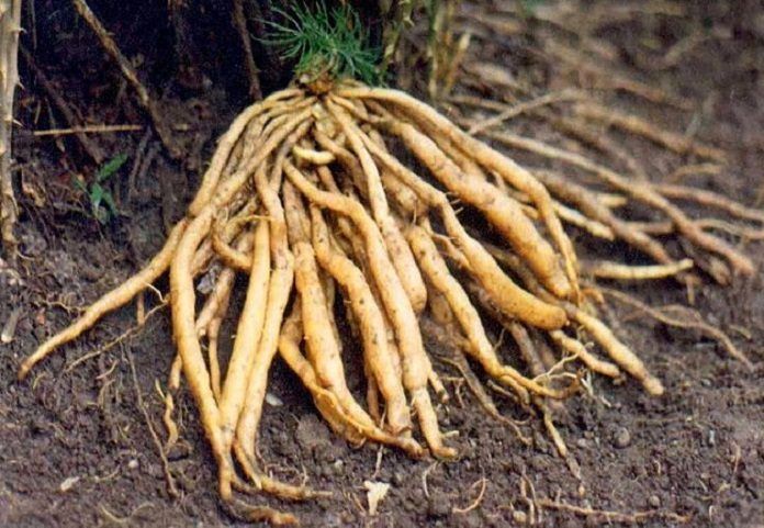 Picture of Asparagus powder/ Shotomul Powder 100gm