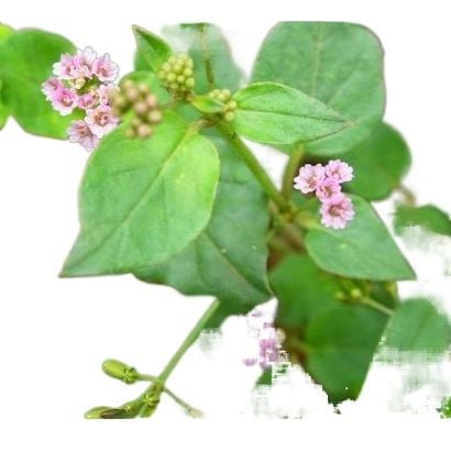 Picture of Punarnava Powder -100gm