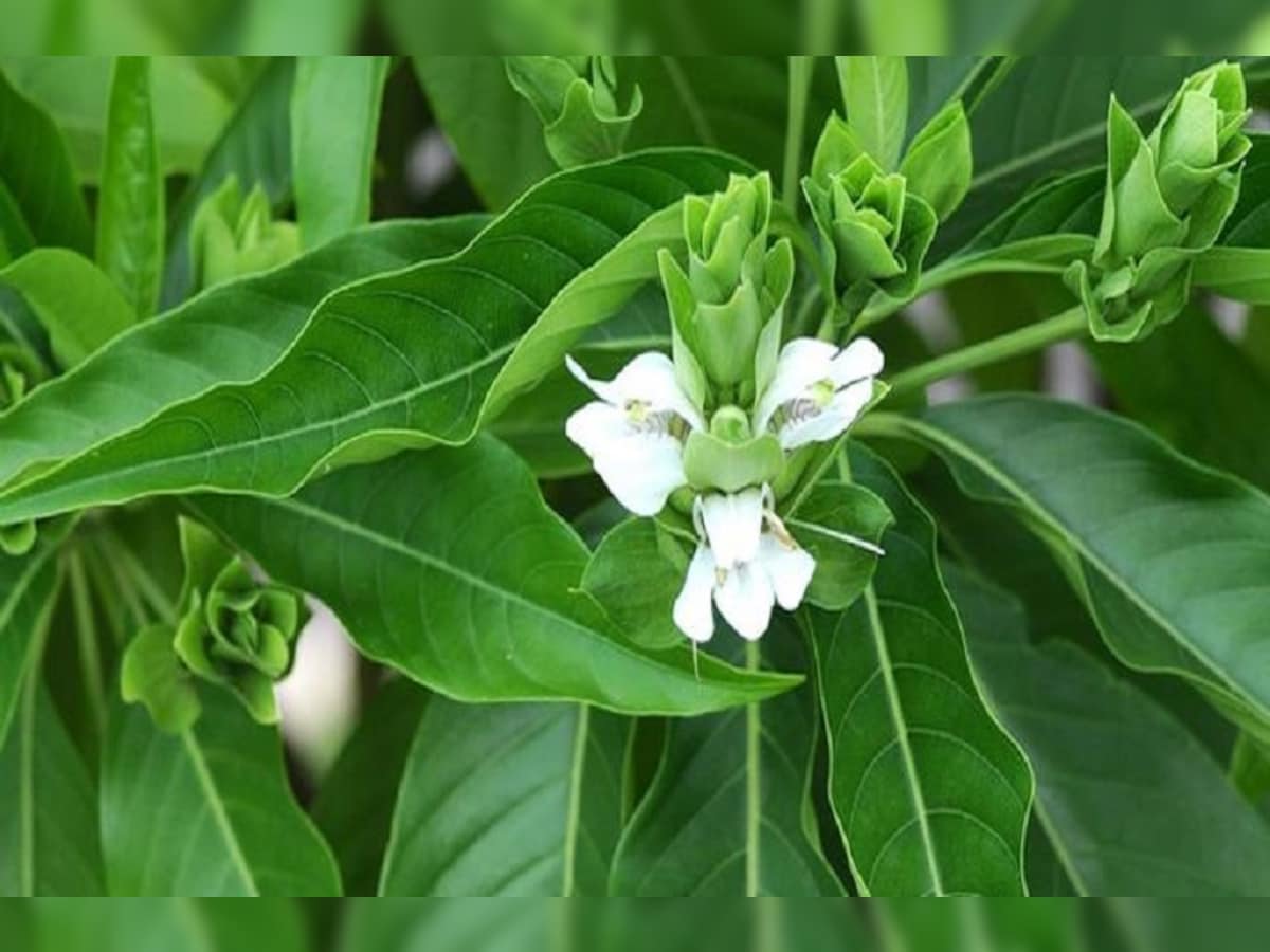 Picture of Basak Leaf Powder ( basak pata gura ) 50gm