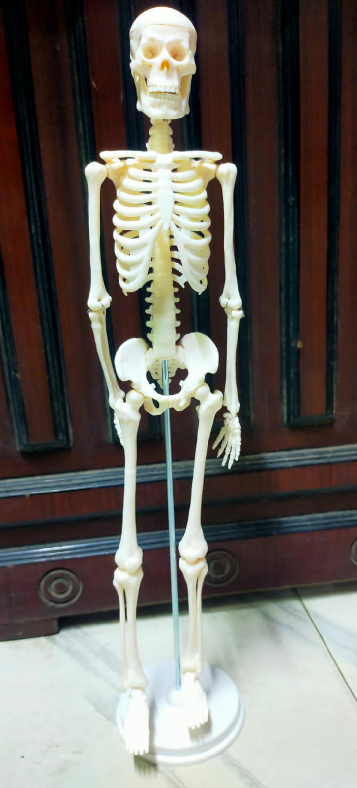 Picture of Human Skeleton With Stand 