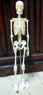 Picture of Human Skeleton With Stand 