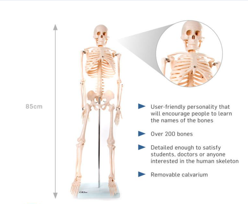Picture of Human Skeleton 85cm China Multicolor