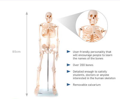 Picture of Human Skeleton 85cm China Multicolor