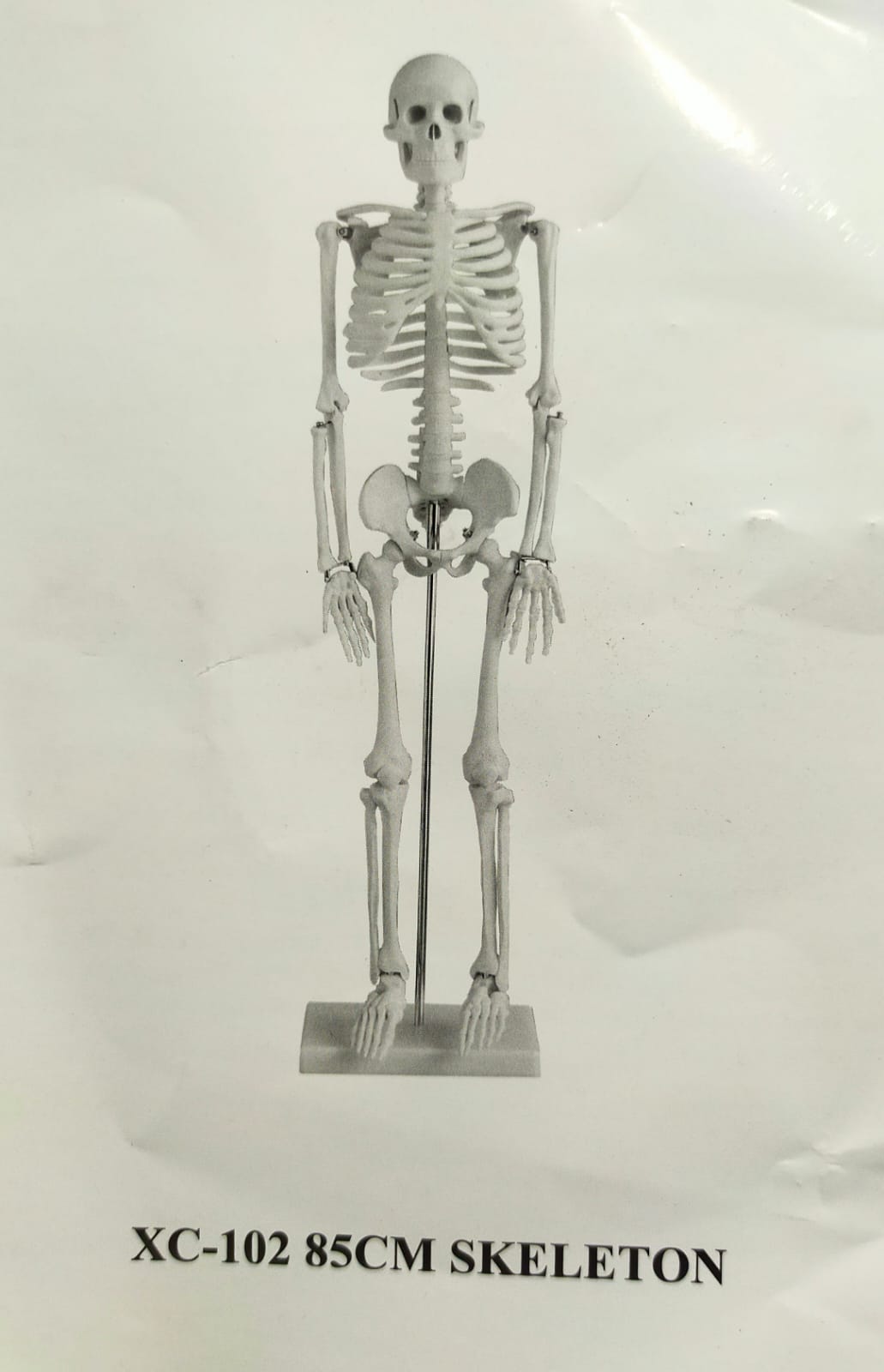 Picture of Human Skeleton 85cm China Multicolor