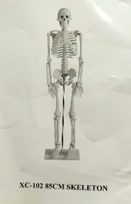 Picture of Human Skeleton 85cm China Multicolor