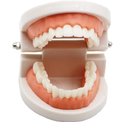 Picture of 1 pcs Teeth Model Pro Adult White Teeth Model Standard Dental Teaching Study Typodont Demonstration Oral Medical Education Tools 