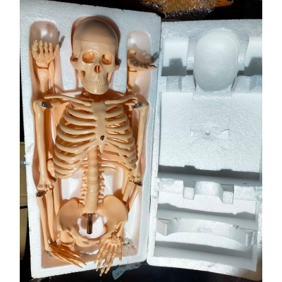 Picture of Human Skeleton 85cm China Multicolor