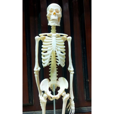 Picture of Human Skeleton With Stand 