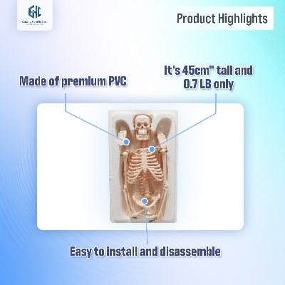Picture of Human Skeleton With Stand - White - Int: One size