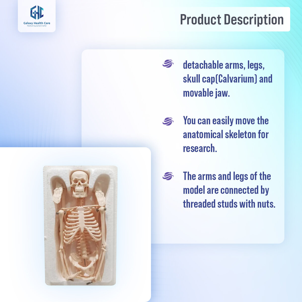 Picture of Human Skeleton With Stand - White - Int: One size