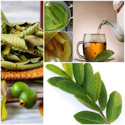 Picture of Dried Guava Leaves 100% Antidiabetic Anti Hair Loss Tea Leaves 200gm - 100gm