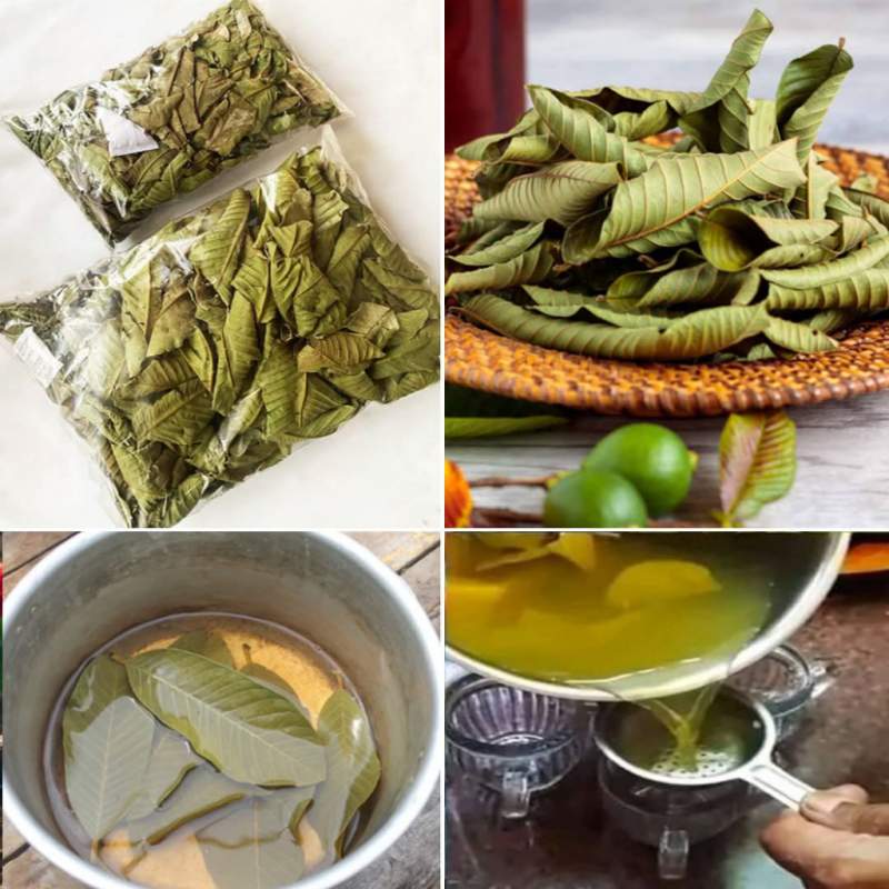 Picture of Dried Guava Leaves 100% Antidiabetic Anti Hair Loss Tea Leaves 200gm - 100gm