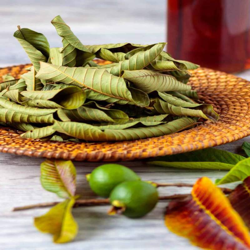 Picture of Dried Guava Leaves 100% Antidiabetic Anti Hair Loss Tea Leaves 200gm - 100gm