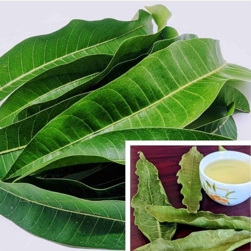 Picture of 0.5 Premium Dried Mango Leaves (Cut) - Natural Herbal Tea 