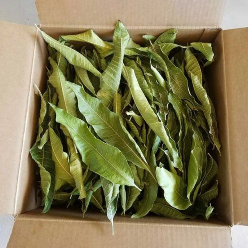 Picture of 0.5 Premium Dried Mango Leaves (Cut) - Natural Herbal Tea 