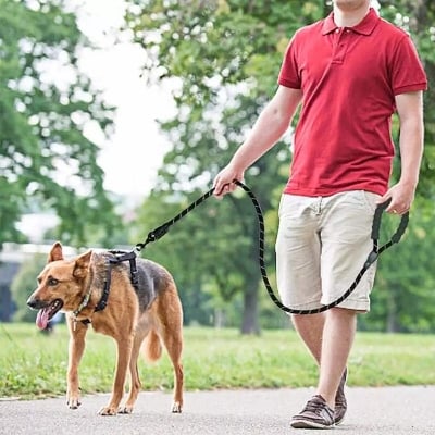 Picture of Pet Dog Nylon Adjustable Loop Training Lead Collar Leash Traction Rope - 50 gm