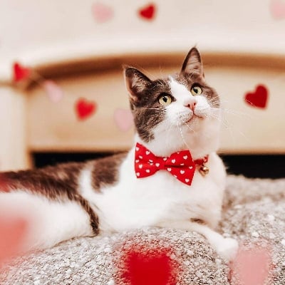 Picture of Pet tie Cat Collar Adjustable Dot Prints Doggy Bow Tie With Bell Fashion Pets Necktie Collars Bells and Charms pet supplies - Red - 