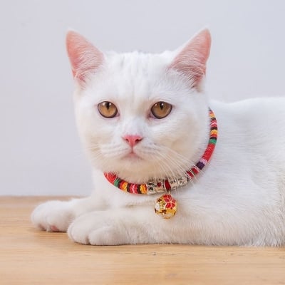 Picture of Luxury collar for cat - Red colour - Red - 