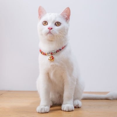 Picture of Luxury collar for cat - Red colour - Red - 