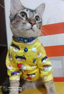 Picture of Pet Winter clothe for cat/dog casual size - colour same as picture - 20 gm