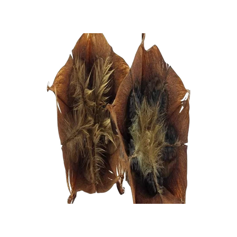 Picture of Pure Harvest Ulotkombol Powder ( উলট কম্বল গুড়া) - 100gm