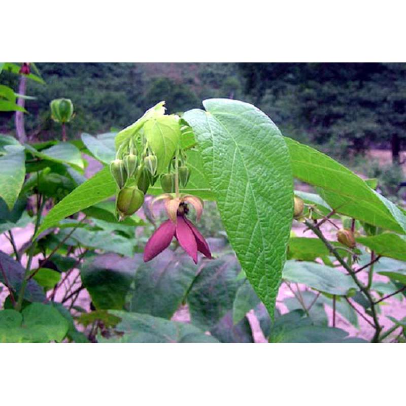 Picture of Pure Harvest Ulotkombol Powder Natural Healing & Wellness (উলট কম্বল গুঁড়া) - 200gm