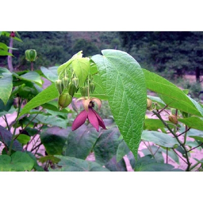 Picture of Pure Harvest Ulotkombol Powder Natural Healing & Wellness (উলট কম্বল গুঁড়া) - 200gm
