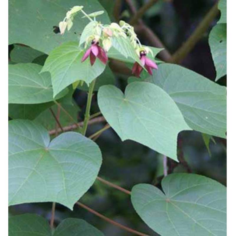 Picture of Pure Harvest Ulotkombol Powder Natural Healing & Wellness (উলট কম্বল গুঁড়া) - 200gm