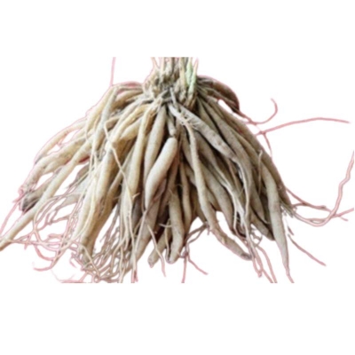 Picture of Pure Harvest Sotomul Powder Natural Health Boost (শতমূল গুঁড়া) - 100gm