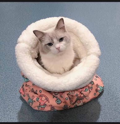 Picture of Soft Warm Cat Sleeping Bag & Tunnel Bed for 2.5-7kg Cats-Multicolor