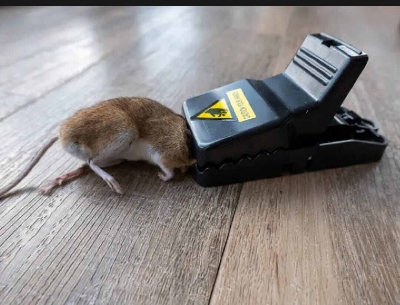 Picture of Reusable Indoor Mouse & Rat Trap - 5×3×3 Inches-Black