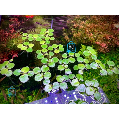 Picture of Amazon Frogbit (Limnobium laevigatum) Live Floating Aquarium Plant – 3 Plants-200 gm