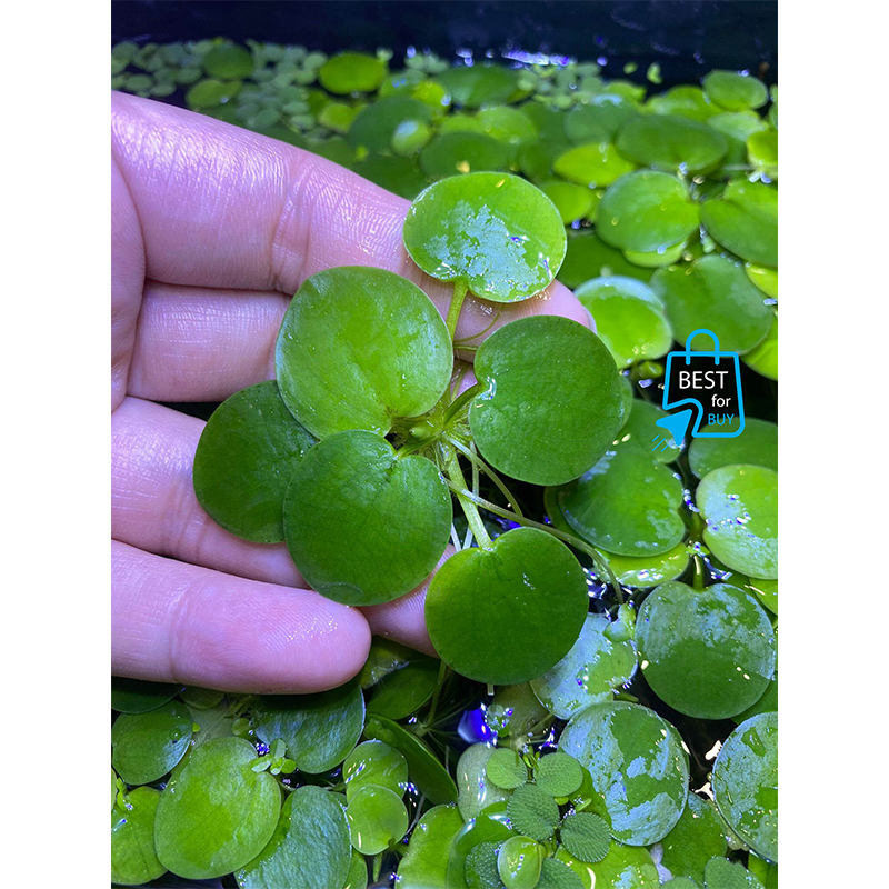 Picture of Amazon Frogbit (Limnobium laevigatum) Live Floating Aquarium Plant – 3 Plants-200 gm