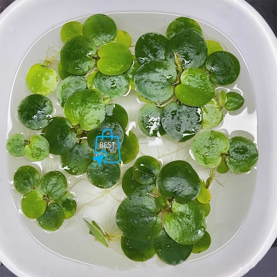 Picture of Amazon Frogbit (Limnobium laevigatum) Live Floating Aquarium Plant – 3 Plants-200 gm