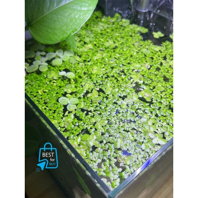 Picture of Duckweed Live Floating Aquarium Plant – 30 Pieces-Green