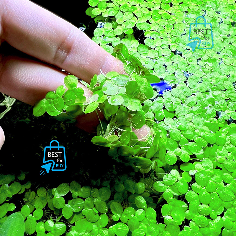 Picture of Duckweed Live Floating Aquarium Plant – 30 Pieces-Green