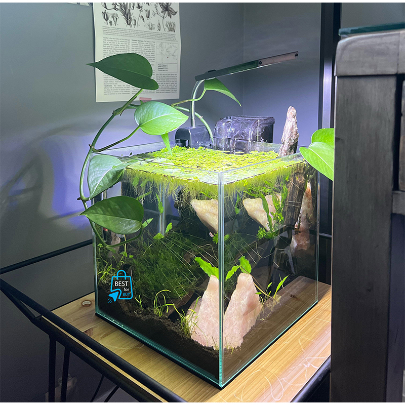 Picture of Duckweed Live Floating Aquarium Plant – 30 Pieces-Green