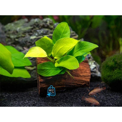 Picture of Anubias Nana Golden Live Aquarium Plant – 1 Pot-10 gm