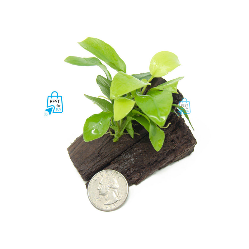 Picture of Anubias Nana Golden Live Aquarium Plant – 1 Pot-10 gm