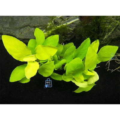 Picture of Anubias Nana Golden Live Aquarium Plant – 1 Pot-Green(10gm)