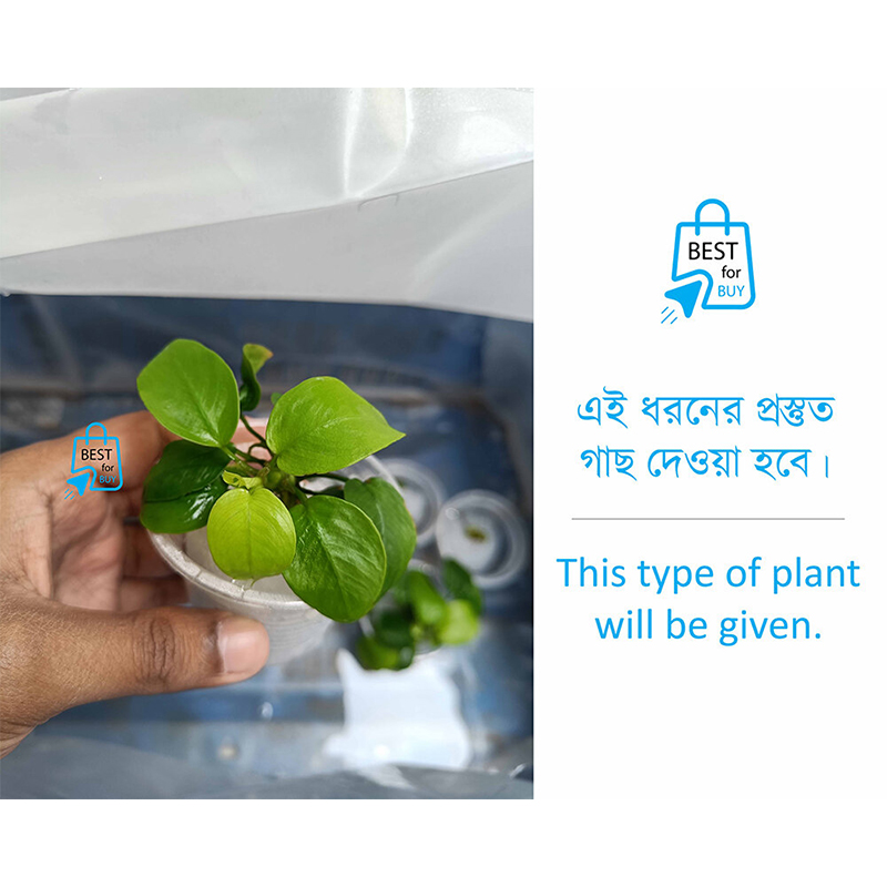Picture of Anubias Nana Golden Live Aquarium Plant – 1 Pot-Green(10gm)