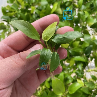 Picture of Anubias Nana Golden Live Aquarium Plant – 1 Pot-Green(10gm)
