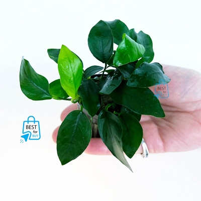 Picture of Anubias Nana Denmark Live Aquarium Plant – 1 Pot-10 gm