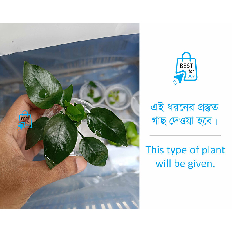 Picture of Anubias Nana Denmark Live Aquarium Plant – 1 Pot-10 gm