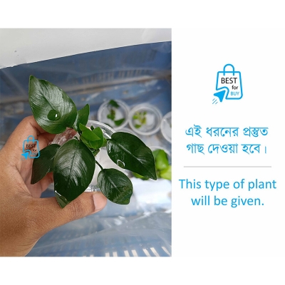 Picture of Anubias Nana Denmark Live Aquarium Plant – 1 Pot-10 gm