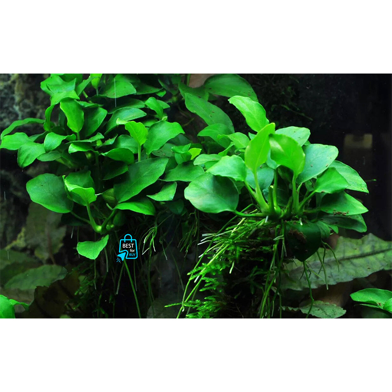 Picture of Anubias Nana Denmark Live Aquarium Plant – 1 Pot-10 gm