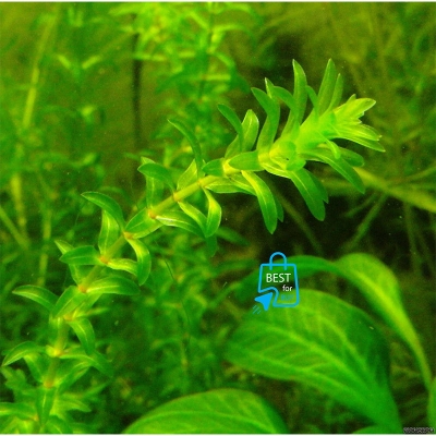 Picture of Elodea canadensis Densa Live Aquarium Plant – 3 or 6 Bare Stems, Requires Soil