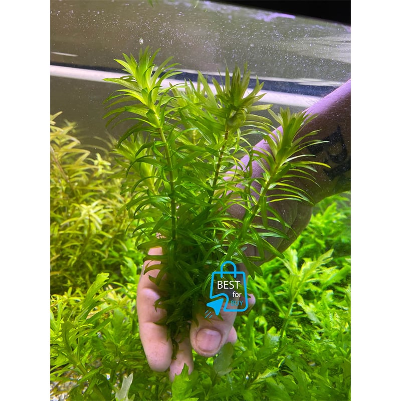 Picture of Elodea canadensis Densa Live Aquarium Plant – 3 or 6 Bare Stems, Requires Soil
